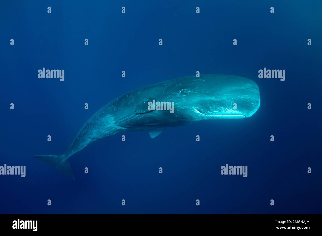 Cachalot mâle (Physeter macrocephalus). Vulnérable (UICN). Le cachalot est le plus grand des baleines dentées. Les cachalots sont connus pour plonger comme Banque D'Images