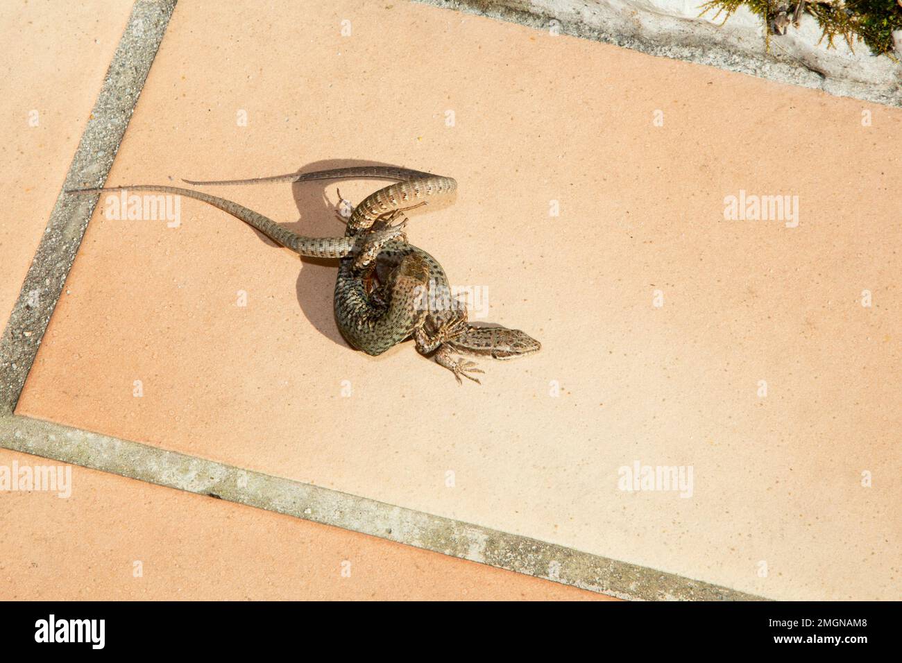 Les lézard reproducteurs deux lézards combattent la terrasse en plein air dans le combat de comportement d'accouplement de printemps Banque D'Images