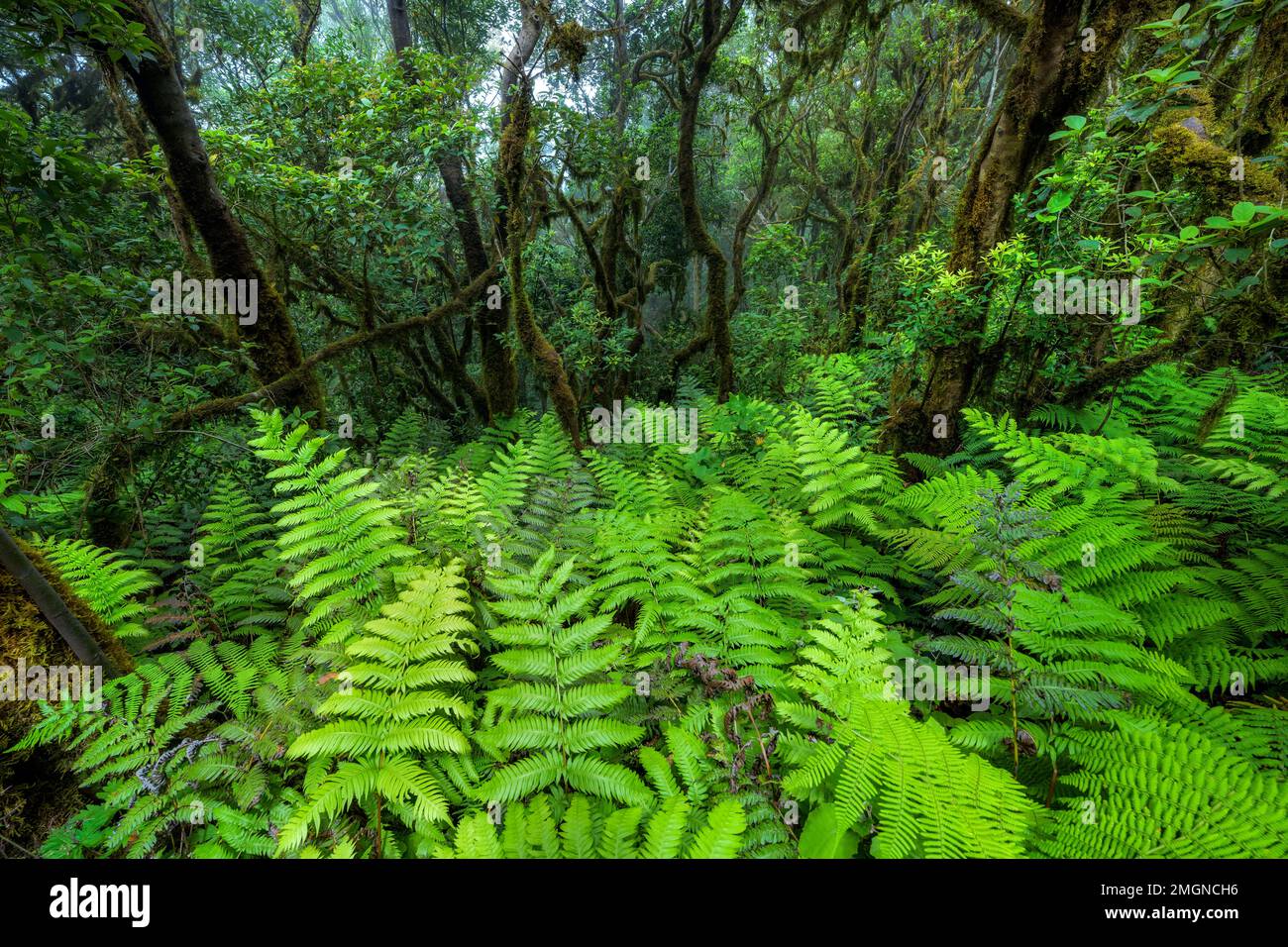 Laurisylve dans le massif de l'Anaga, Ténérife, Pijara Fern (Woodwardia radicans), une très grande espèce de reliques, avec des frondes dépassant deux mètres et donnant Banque D'Images