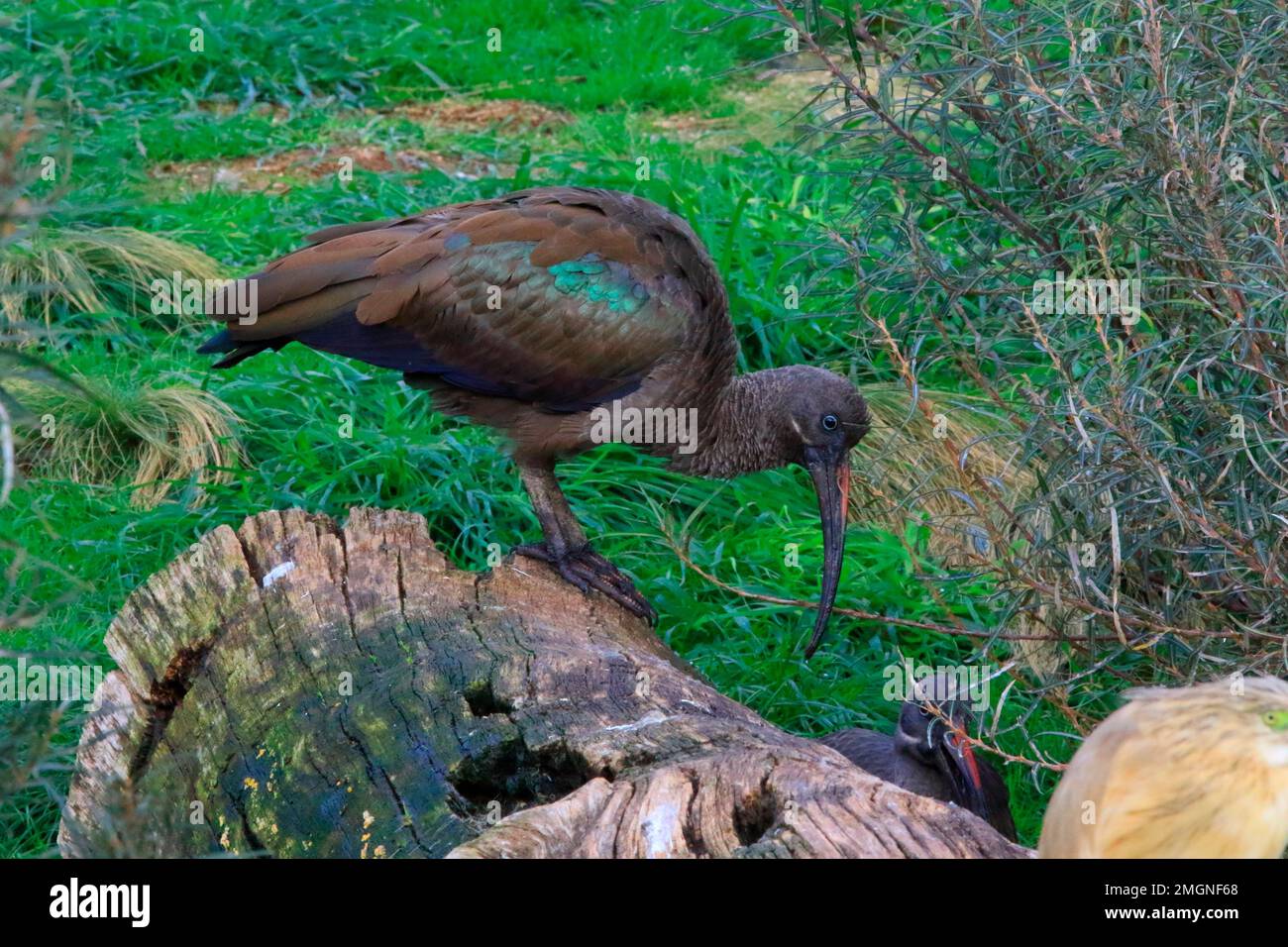 Hadada Ibis (Bostrychia hagedash) sur terre, Parc aux oiseaux, Ain, France Banque D'Images