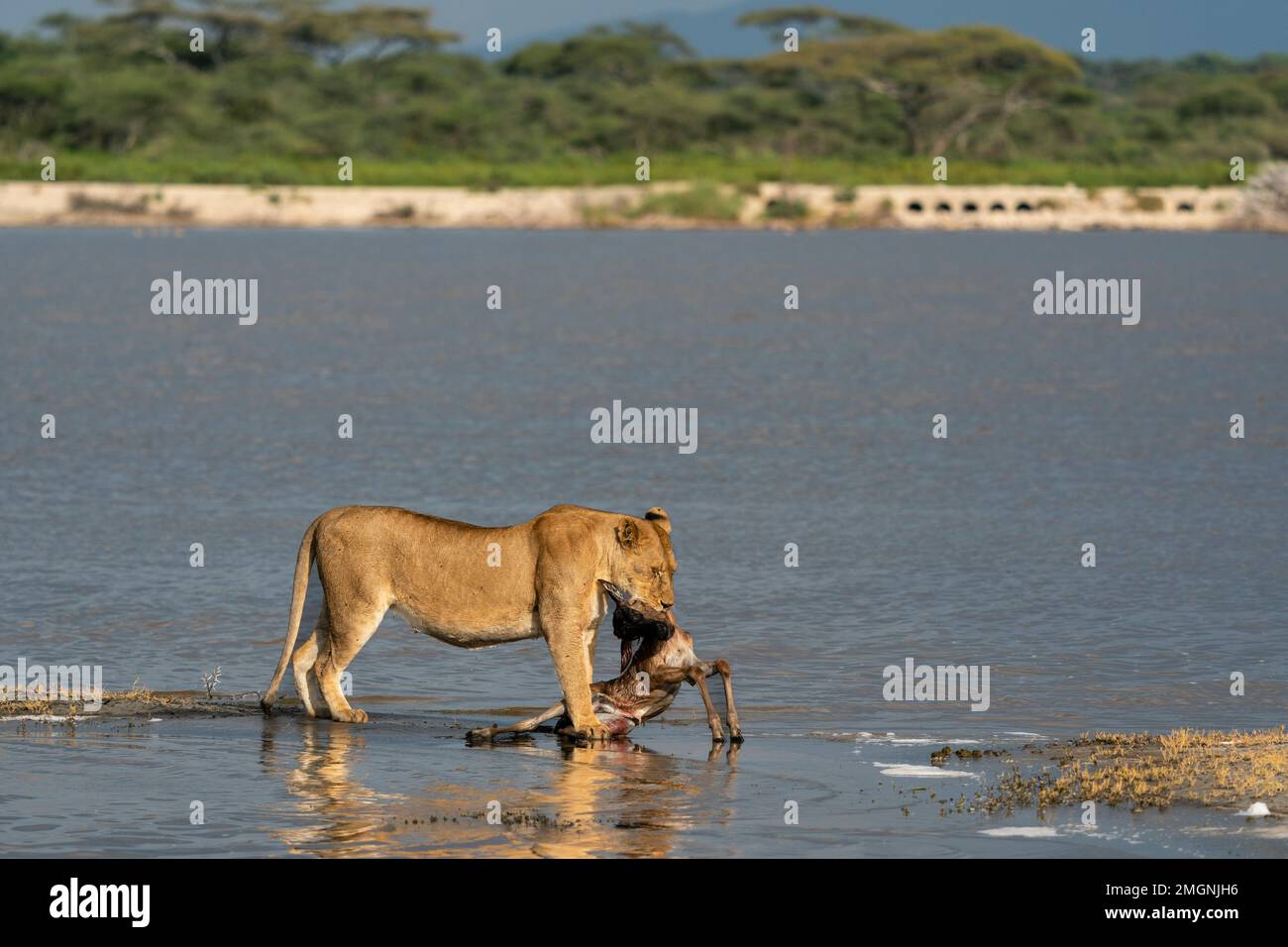 Une lioness (Panthera leo) apporte au bord du lac un veau impala frais chassé (Aepyceros melampus), zone de conservation de Ndutu, Serengeti, Tanzanie. Banque D'Images