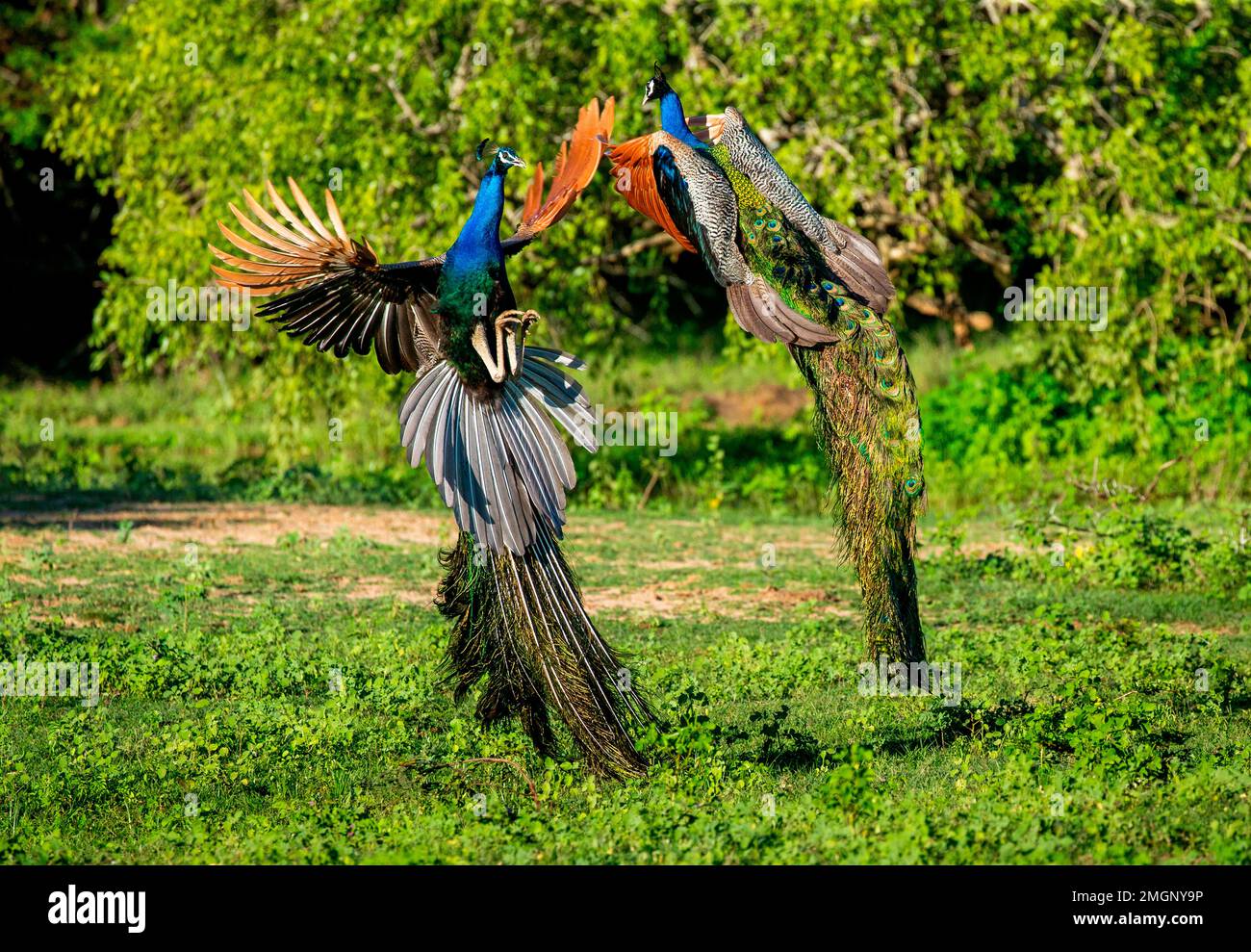 Deux paons (Pavo cristatus) se battent dans le parc national de Yala. Sri Lanka. Banque D'Images