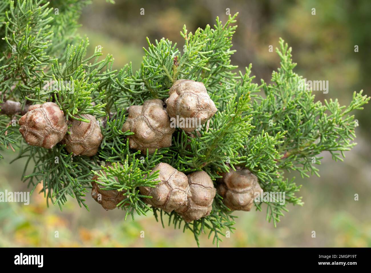 Cyprès (Cupressus sempervirens), cônes Banque D'Images