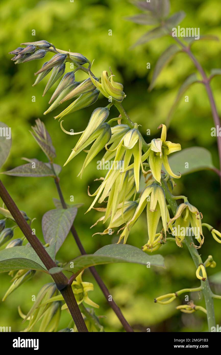 Arbuste à haricot bleu (Decaisnea fargesii), fleurs Banque D'Images