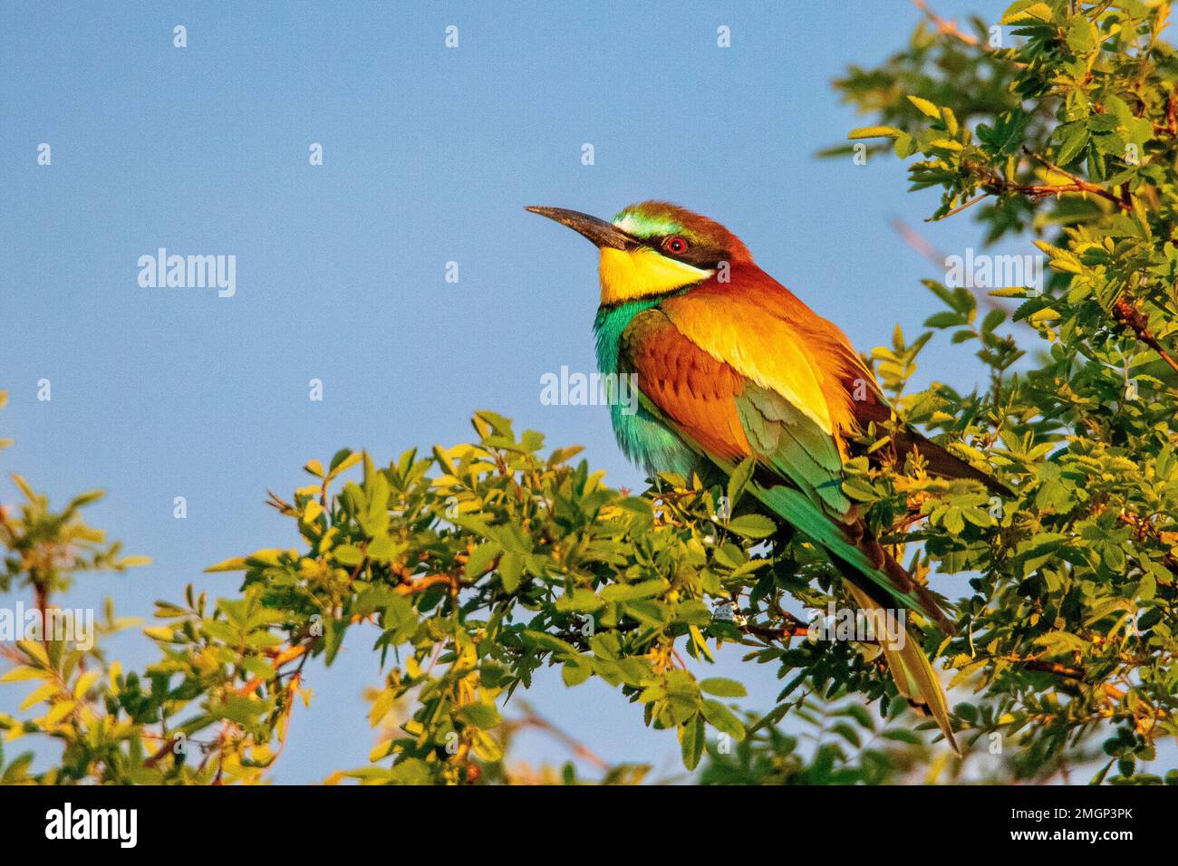 European Bee-eater (Merops apiaster) sur une branche, Kirghizistan Banque D'Images
