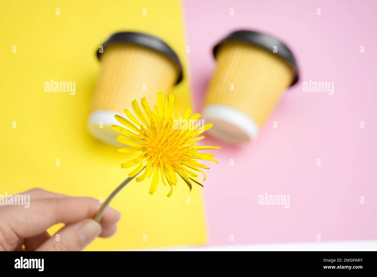 Belle fleur de pissenlit à la main de la fille sur fond deux tasses jaunes de café ou de thé à emporter se trouvent dans le désordre créatif sur la table de design colorée. Fond orange et rose. Copier l'espace pour le texte Banque D'Images