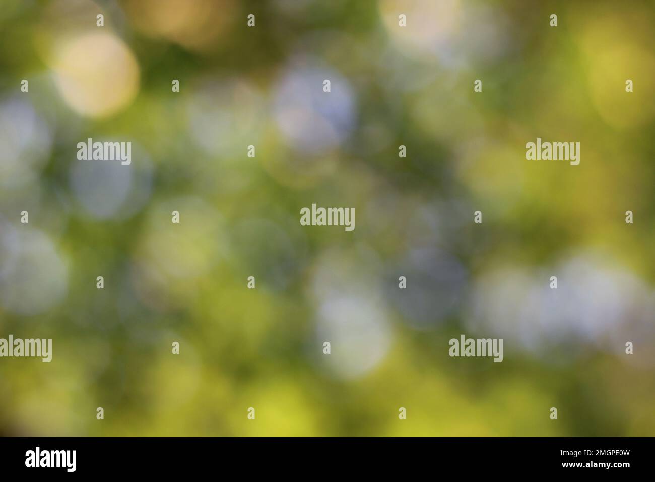 La lumière du soleil d'été scintille à travers les arbres verts feuillus lors d'une journée d'été lumineuse dans une illustration floue, rêveuse et abstraite. Banque D'Images