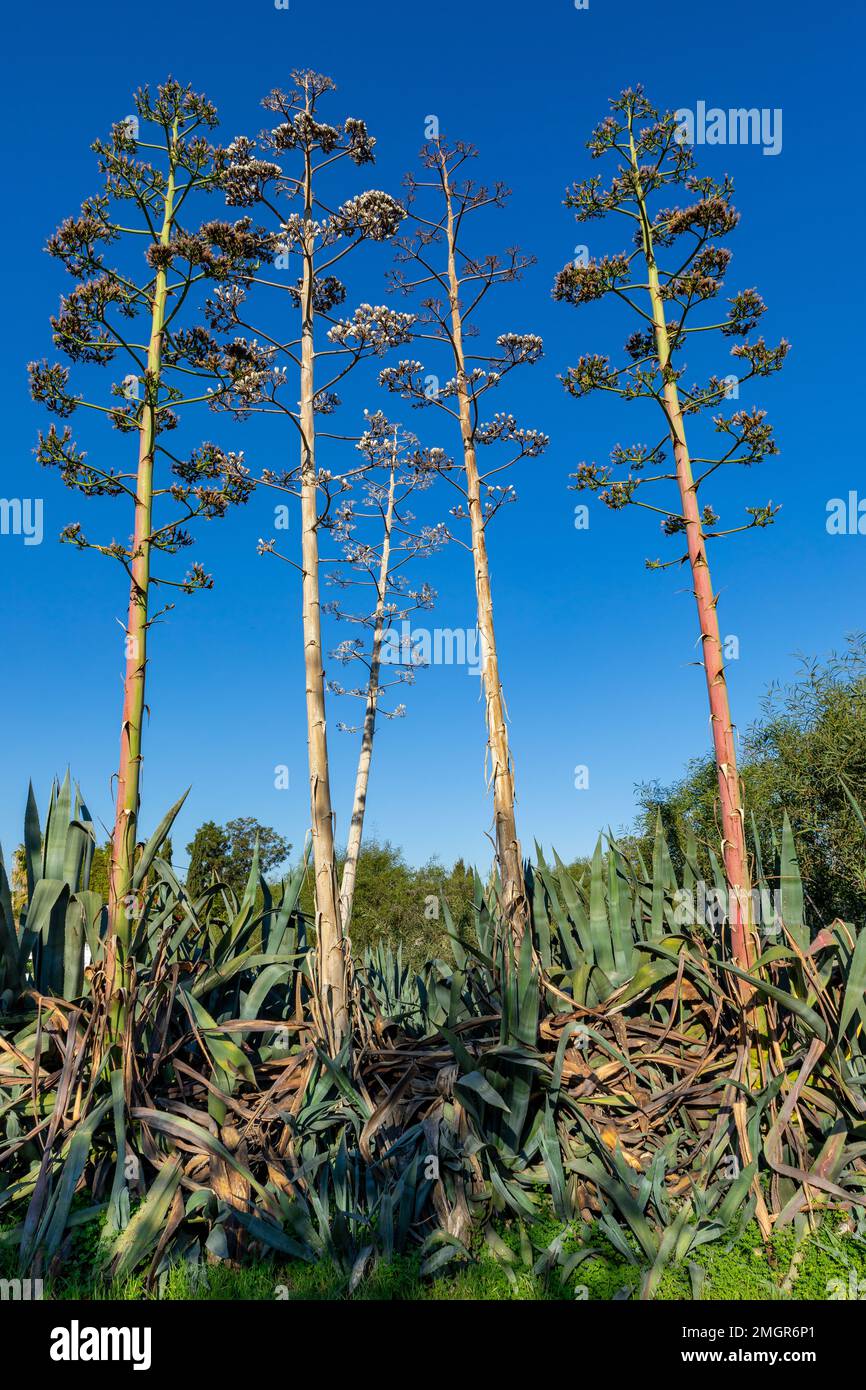 anthurium andraeanum benefits Red Heart Anthurium (Anthurium Andraeanum)  Plantology USA