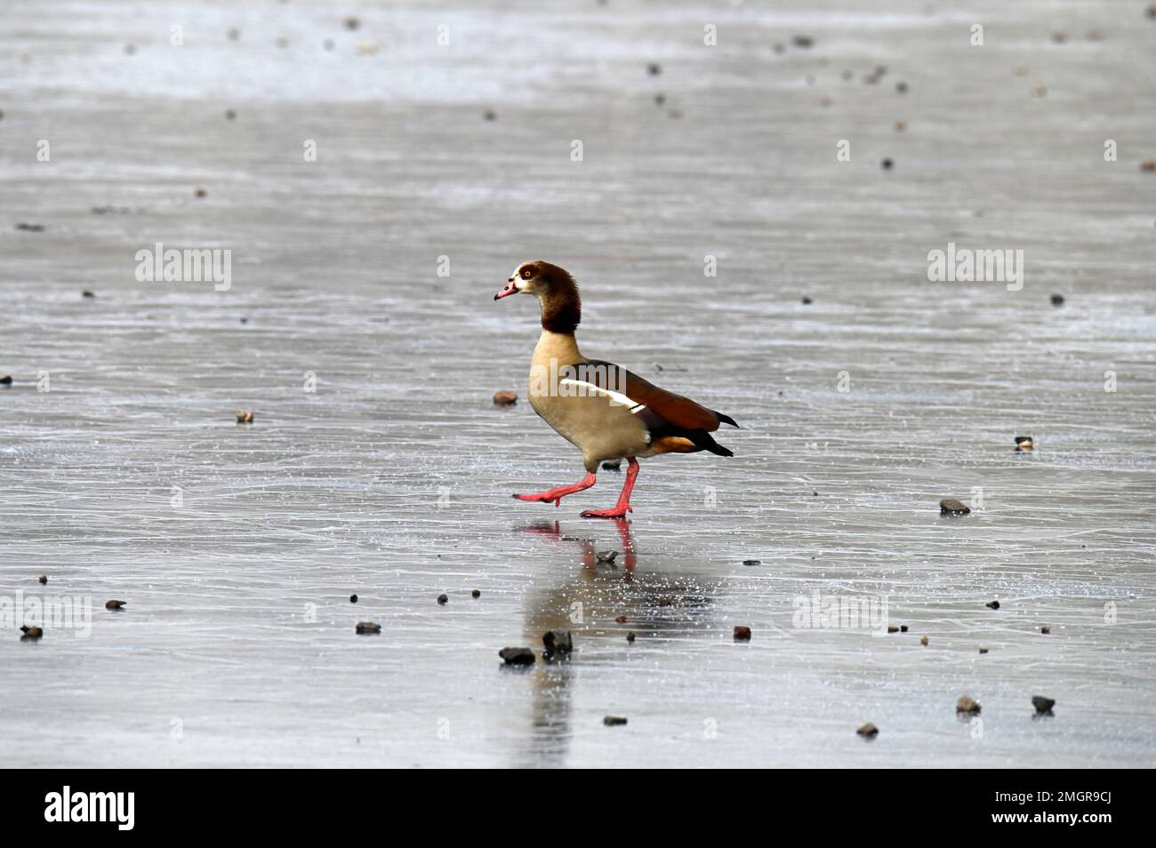 Une OIE d'Egypte serlit soigneusement sur l'eau gelée Banque D'Images
