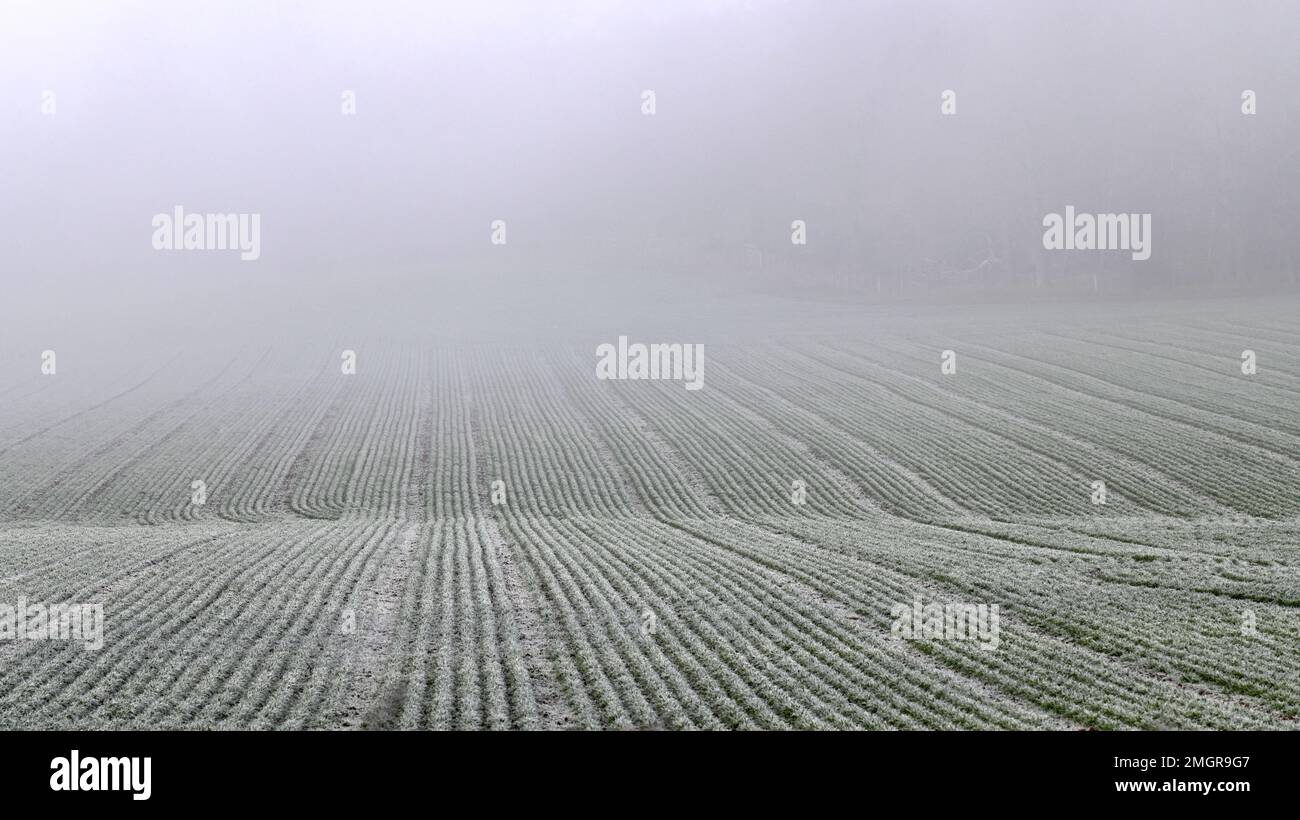 Des lignes nettes sur un champ disparaissent dans la brume lors de cette photo prise un matin froid d'hiver Banque D'Images