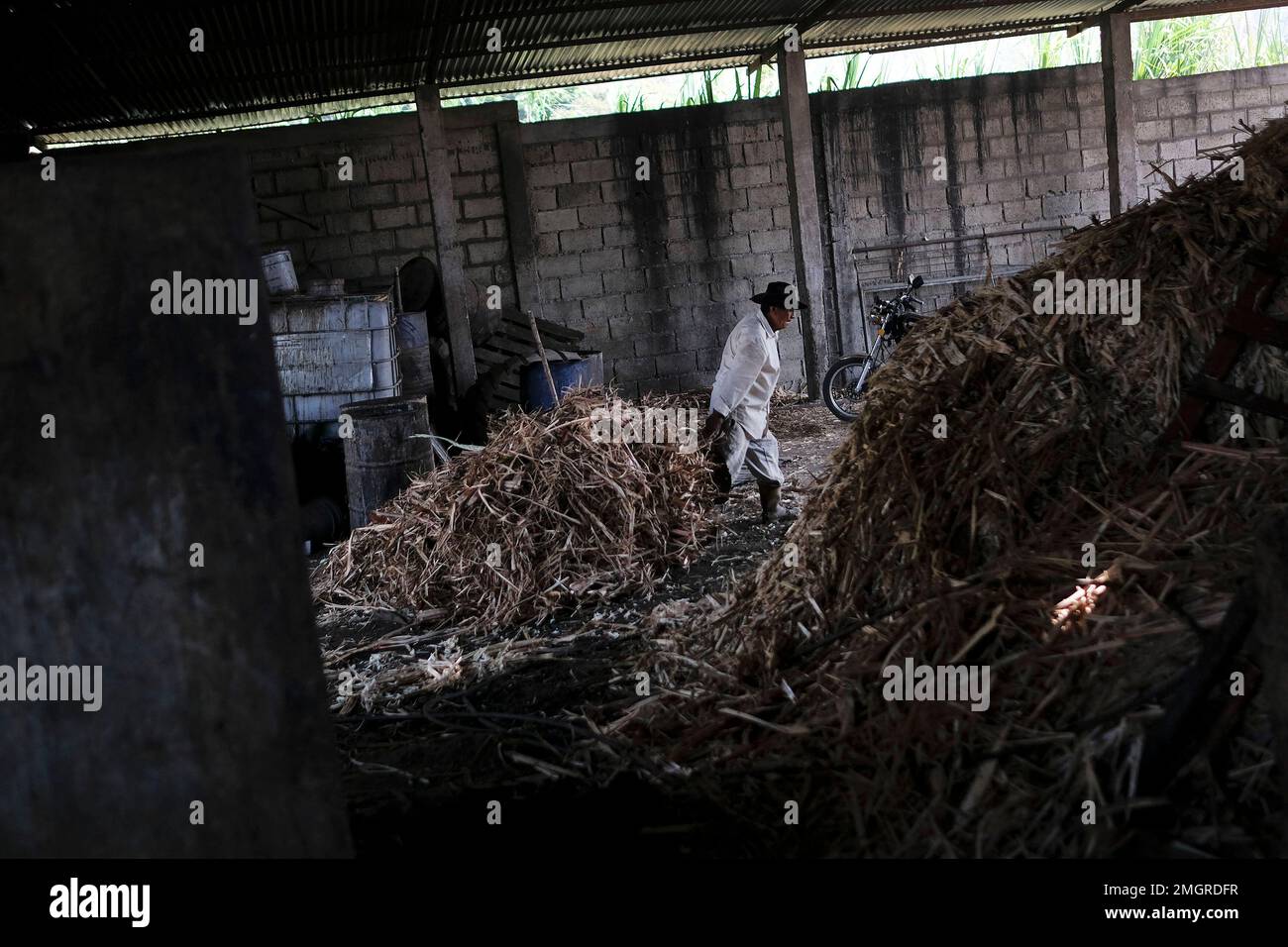 Amadeo Rojas, a 60-year-old sugarcane collector, carries cane husks in a trapiche panelero in Merida, Venezuela, Wednesday, March 4, 2020. Sugar cane juice is made into unrefined whole cane sugar known as panela, which is a solid form of sucrose derived from the boiling and evaporation of sugarcane juice. (AP Photo/Matias Delacroix) Banque D'Images