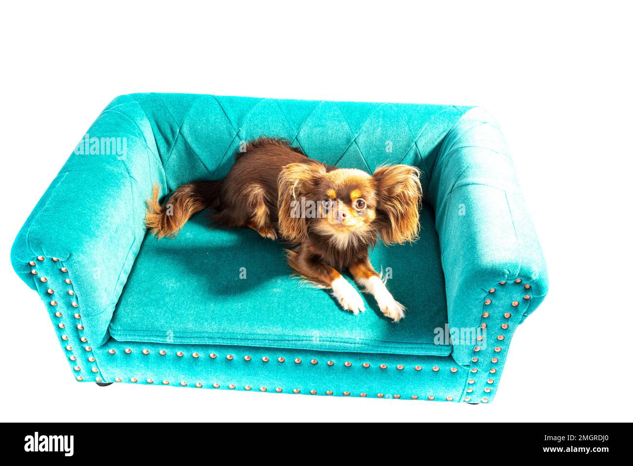 chihuahua,long cheveux chihuahua,long cheveux chihuahua,chihuahua chiot,mignon,chiot,chien,chien,chien dans panier,panier,fond blanc,long cheveux,long cheveux,long, Banque D'Images