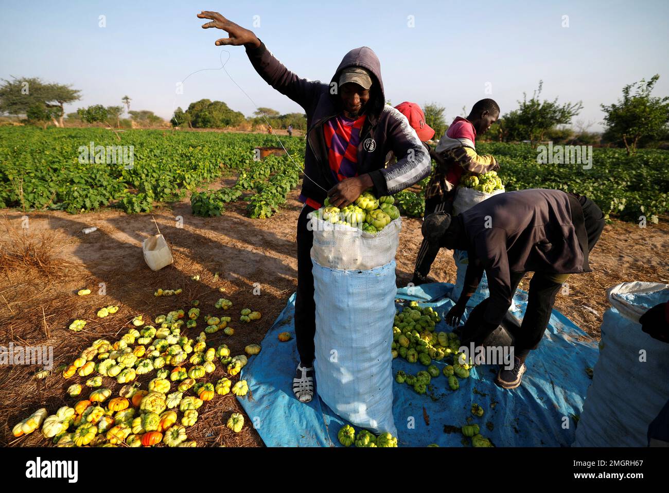 Un homme ferme un sac contenant des aubergines fraîchement récoltées sur un  champ de l'agriculteur Mor KABE, à la périphérie du village de Notto Gouye  Diama, région de Thies, Sénégal 24 janvier