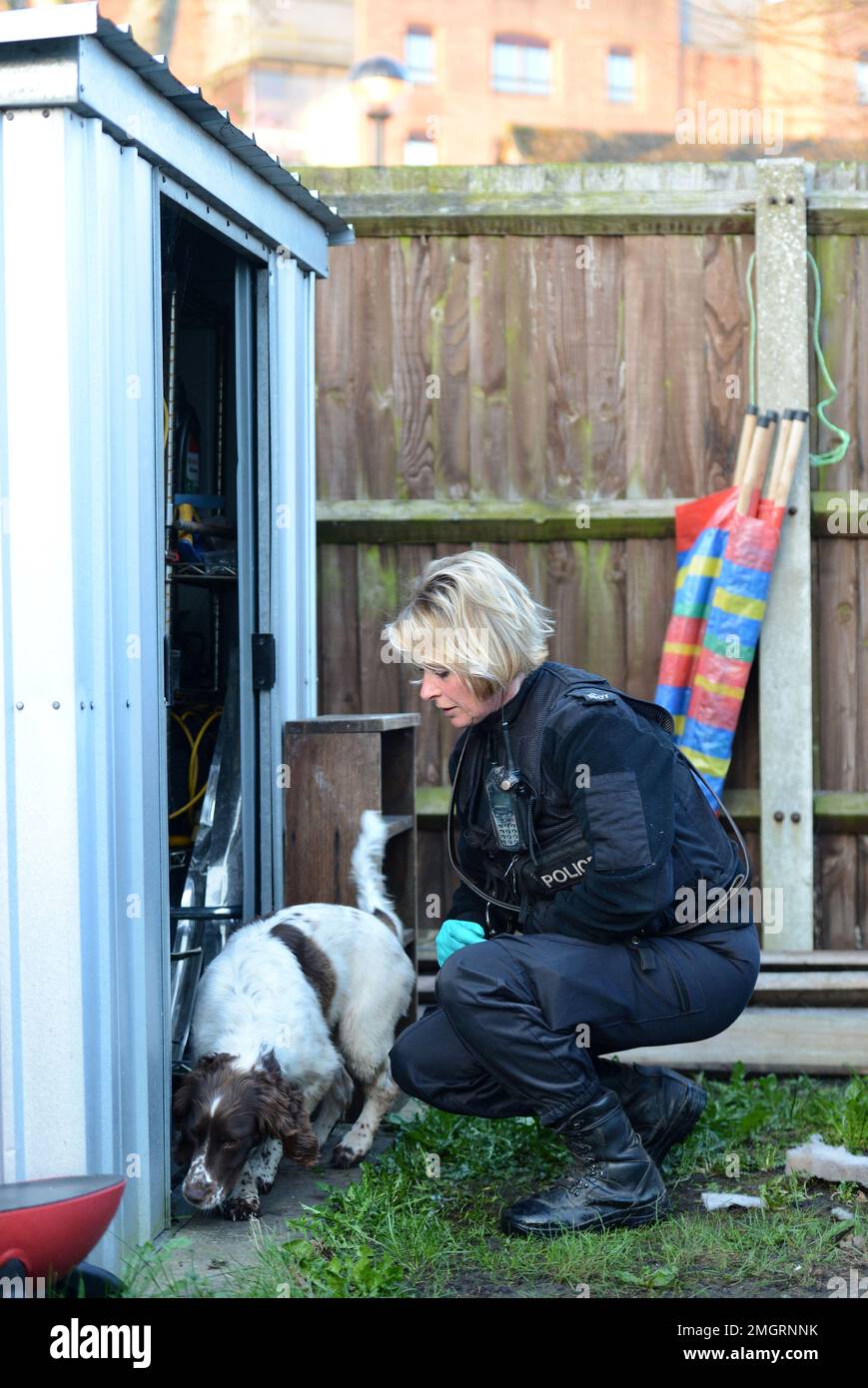 Un chien-renifleur de la police à Gloucester où l'une des séries de raids à l'aube a été faite ce matin dans le cadre de l'opération Zephyr visant à briser une cocaïne Banque D'Images