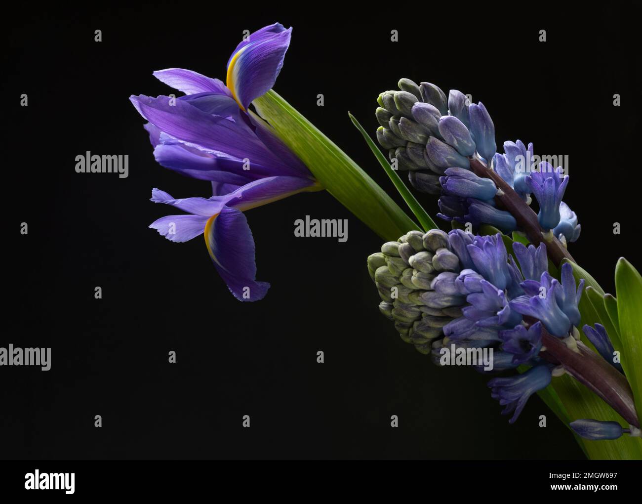 La jacinthe et l'iris fleurissent sur un fond noir Banque D'Images