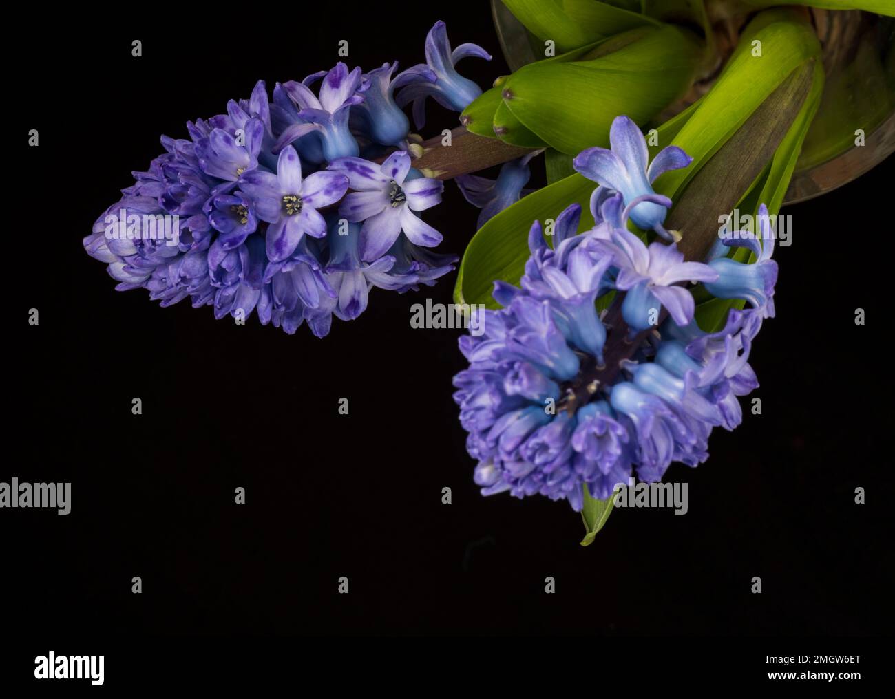 La jacinthe fleurit sur un fond noir Banque D'Images
