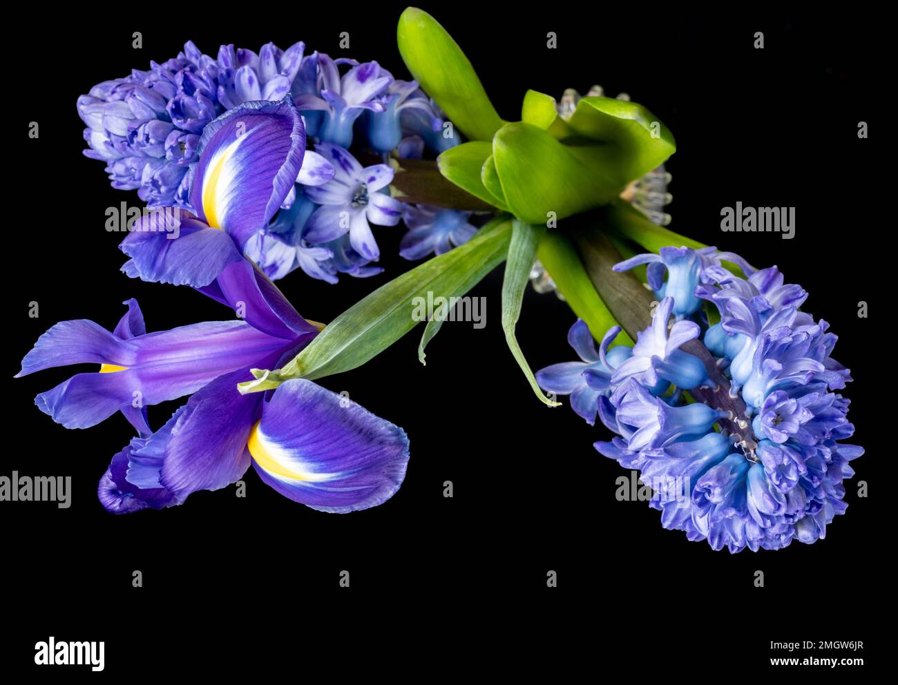 La jacinthe et l'iris fleurissent sur un fond noir Banque D'Images