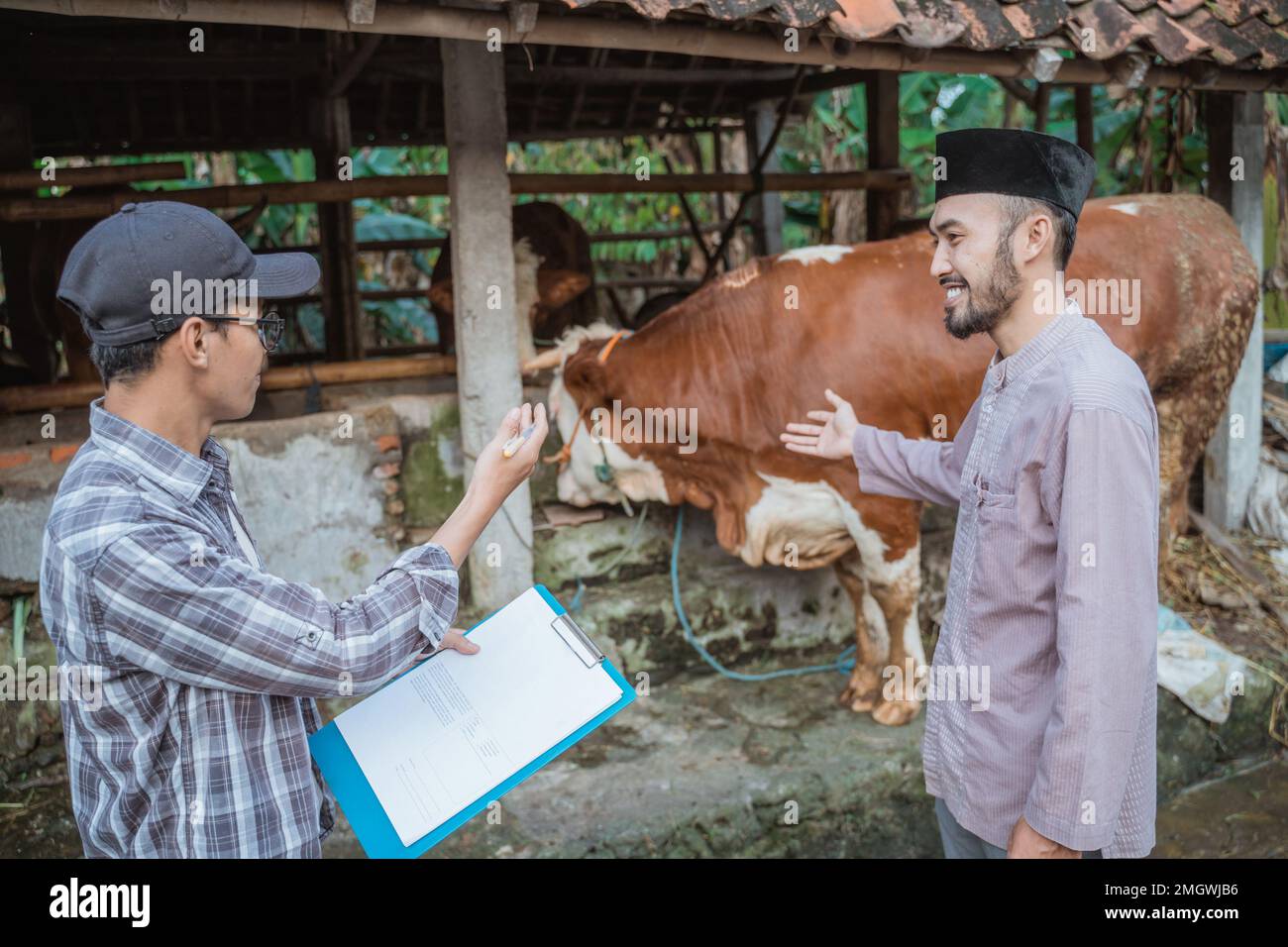 fermier avec le presse-papiers bleu à sa main pointant sur la vache Banque D'Images