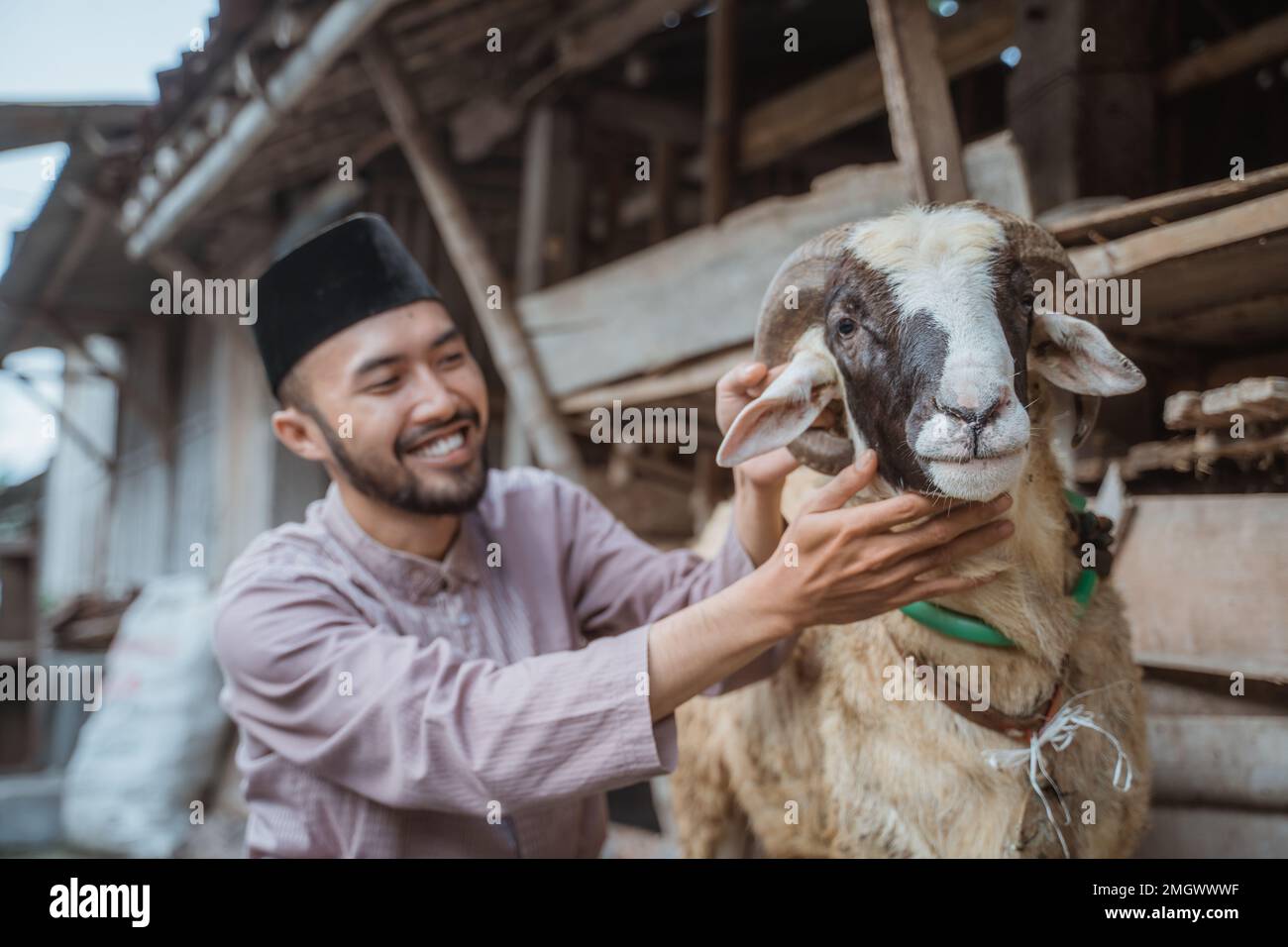 un homme musulman qui s'accroupite à côté de la chèvre et qui lui fait un tour de cou Banque D'Images