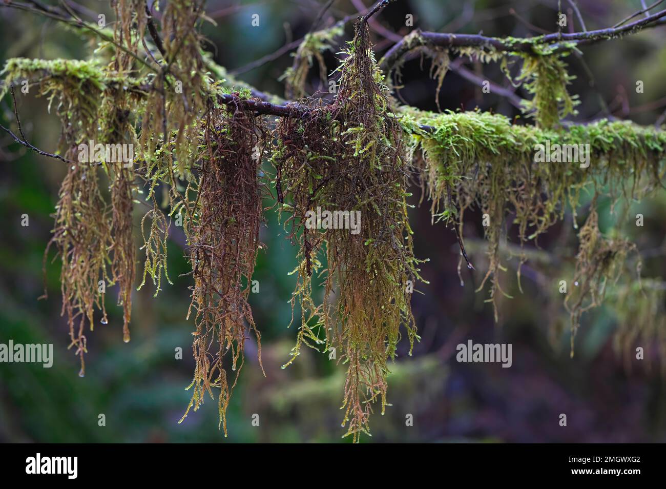 Sphagnum Moss accrochée à une branche d'arbres dans le Nord-Ouest du Pacifique - Colombie-Britannique, Canada. Banque D'Images