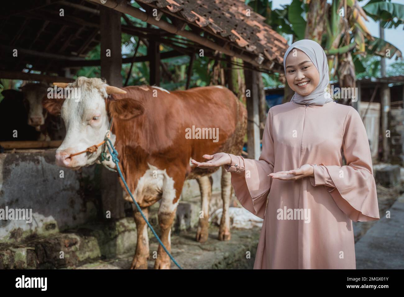 une belle femme avec hijab debout devant l'écurie de la vache Banque D'Images