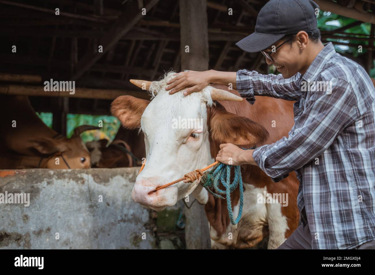 un fermier mâle debout devant l'écurie avec la vache Banque D'Images