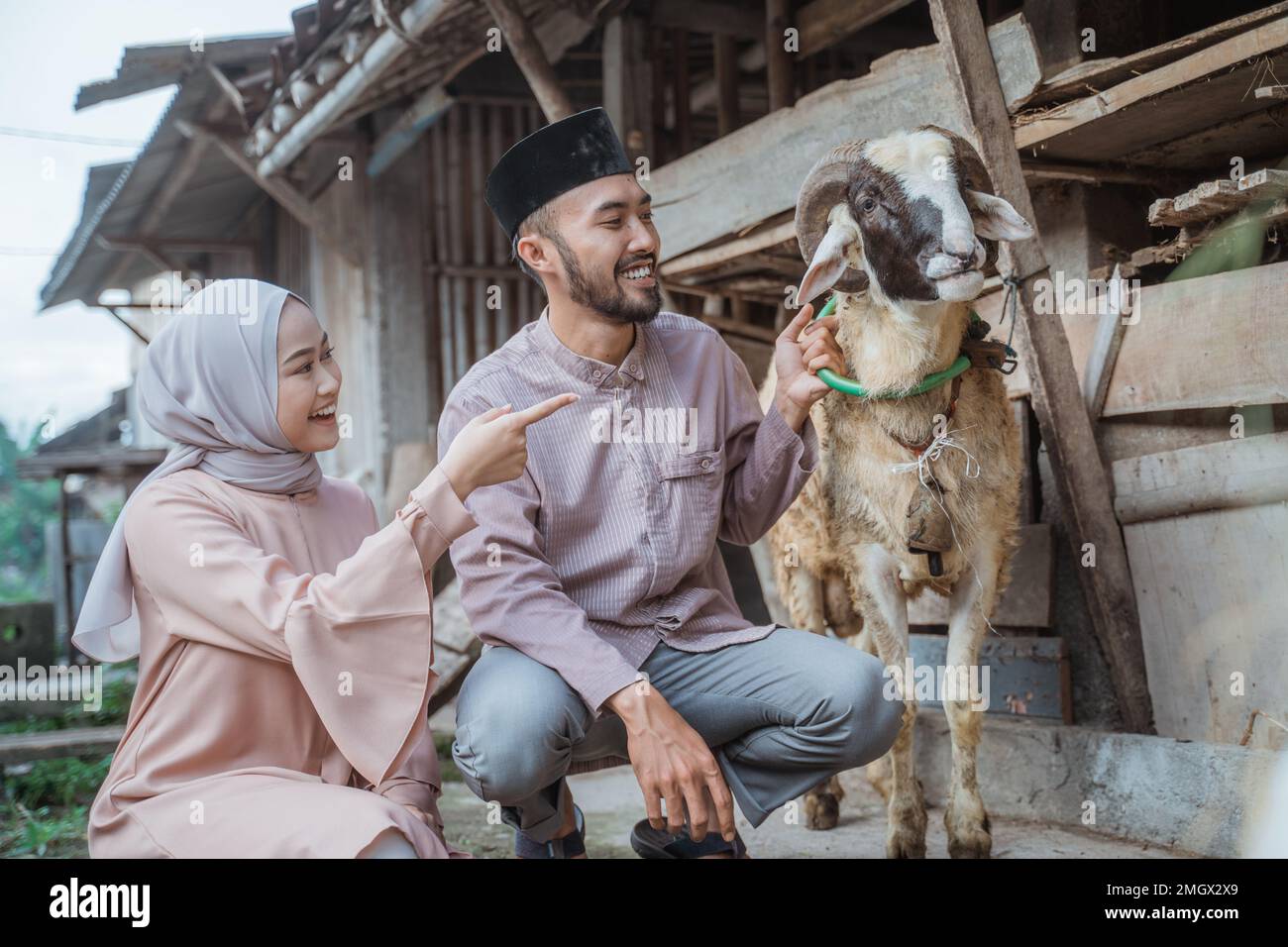 une femme avec hijab qui s'accroupissant et pointant sur la chèvre Banque D'Images