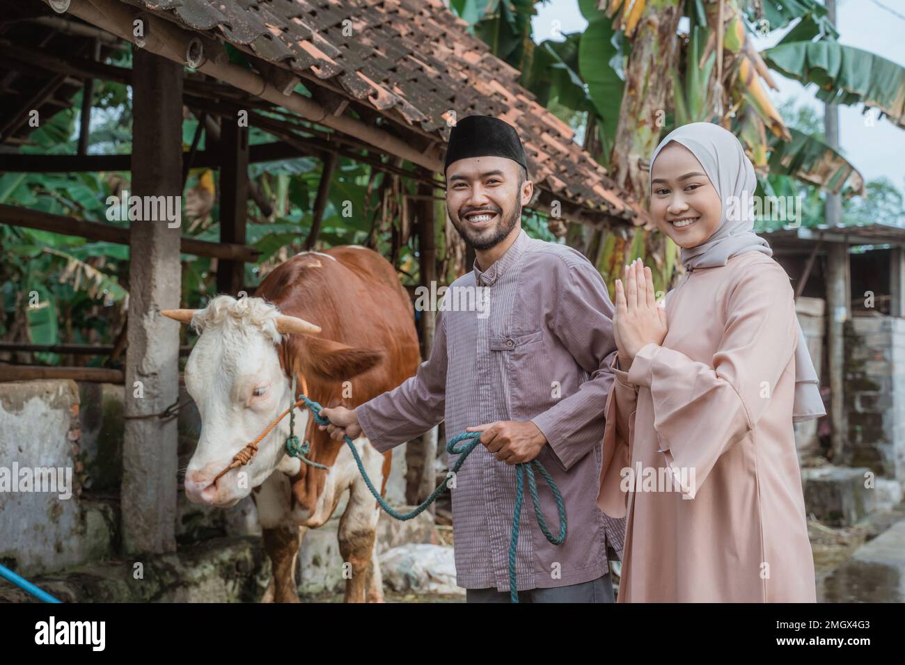 femme avec hijab debout avec l'homme musulman et la vache Banque D'Images