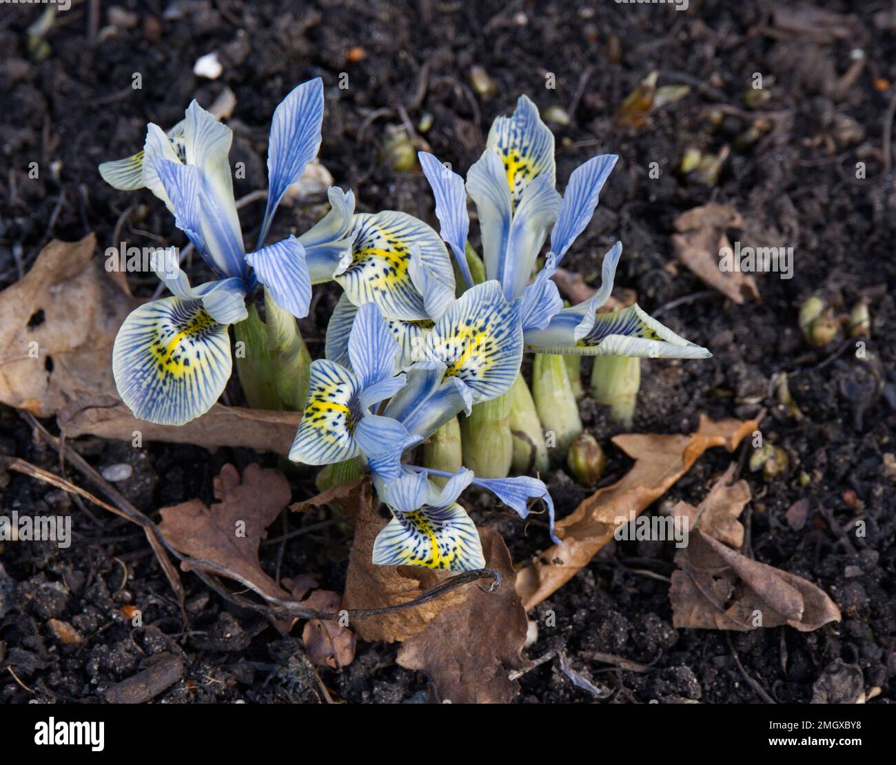 Fleurs hivernales, bleu pâle et jaune. Iris reticulata 'Katharine Hodgkin' dans un jardin britannique en janvier Banque D'Images