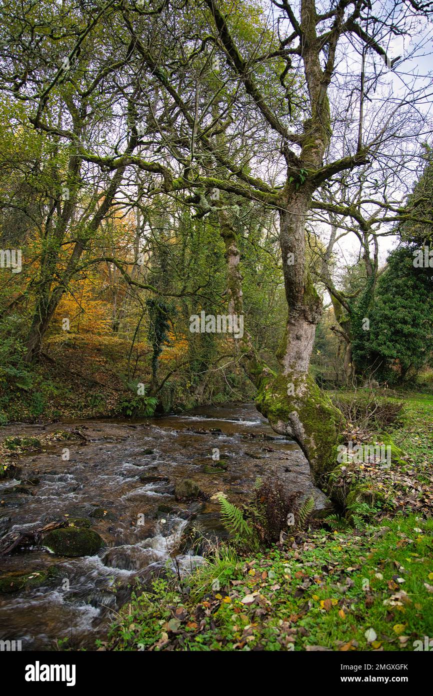 Arbre recouvert de mousse de gnarly surplombant un ruisseau à mouvement rapide à Nant Mill, Coedpoeth, Wrexham, au nord du pays de Galles, au Royaume-Uni Banque D'Images
