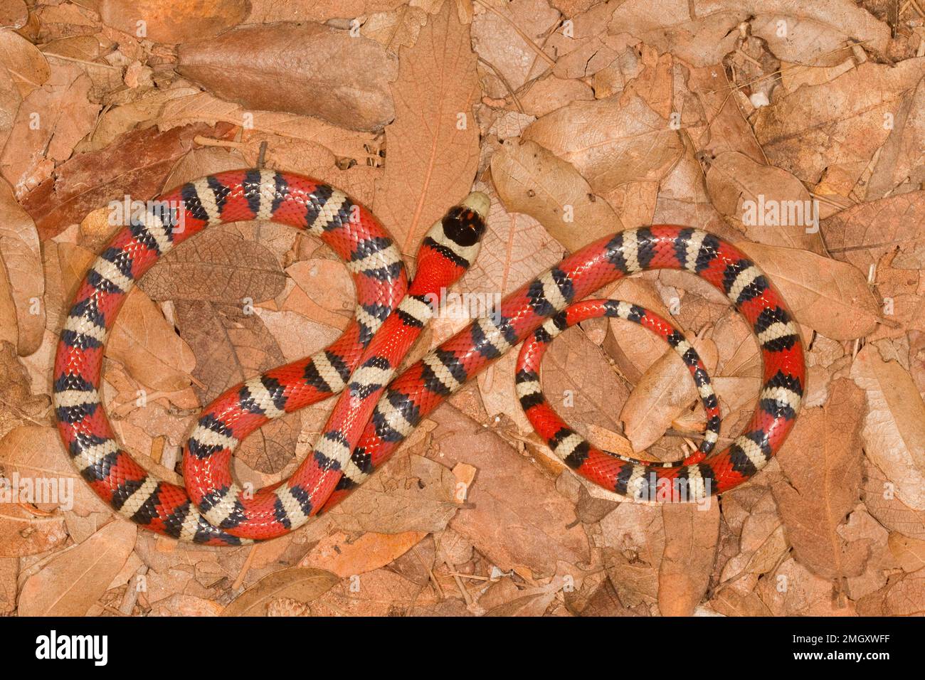 Sonoran Mountain Kingsnake, Lampropeltis pyromelana, Colubridae Banque D'Images