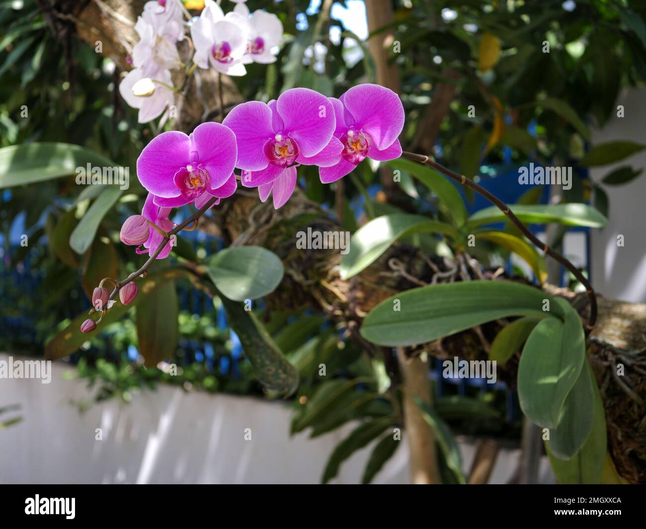 Les fleurs de Doritaenopsis sont roses. Doritaenopsis. Arrière-plan de la nature Banque D'Images