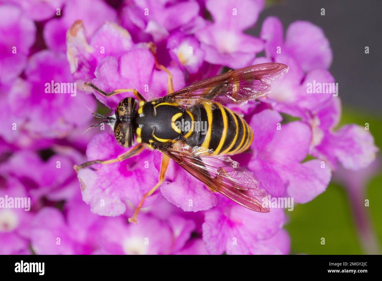 Syrphide Fly femelle, Spilomyia crandalli, Syrphidae Banque D'Images