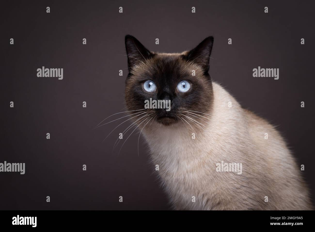 portrait de chat siamois à yeux bleus sur fond marron foncé avec espace de copie à gauche Banque D'Images