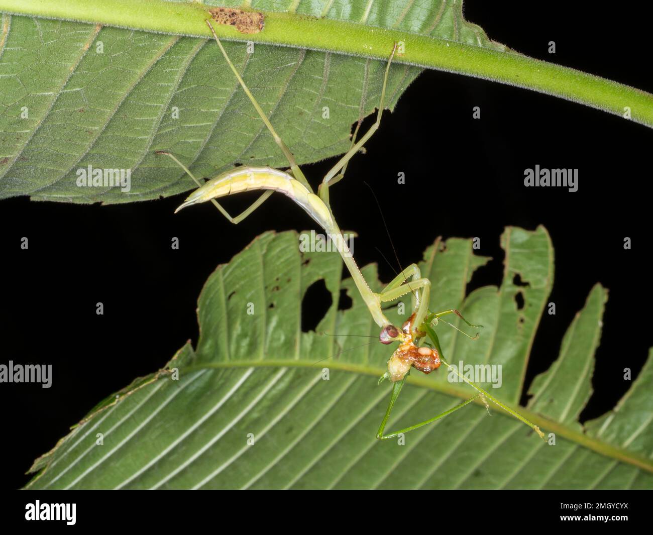 Prêcher des mantis mangeant un insecte dans la forêt tropicale, province d'Orellana, Équateur Banque D'Images