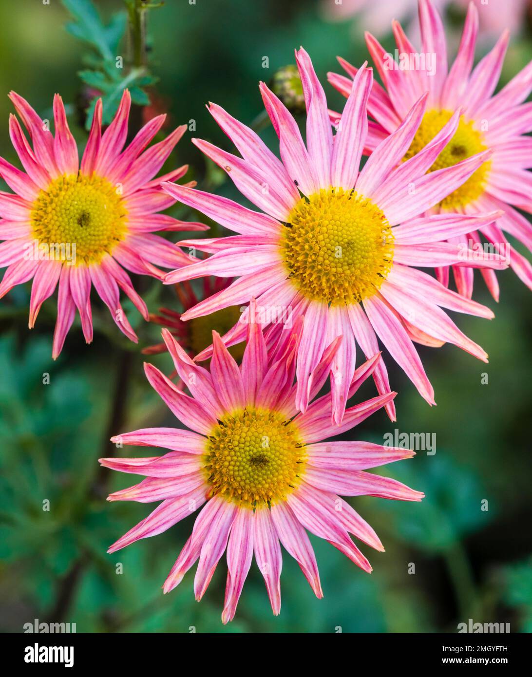 Fleurs roses de la plante herbacée herbeuse herbeuse, Chrysanthemum zawadskii 'Clara Curtis' Banque D'Images