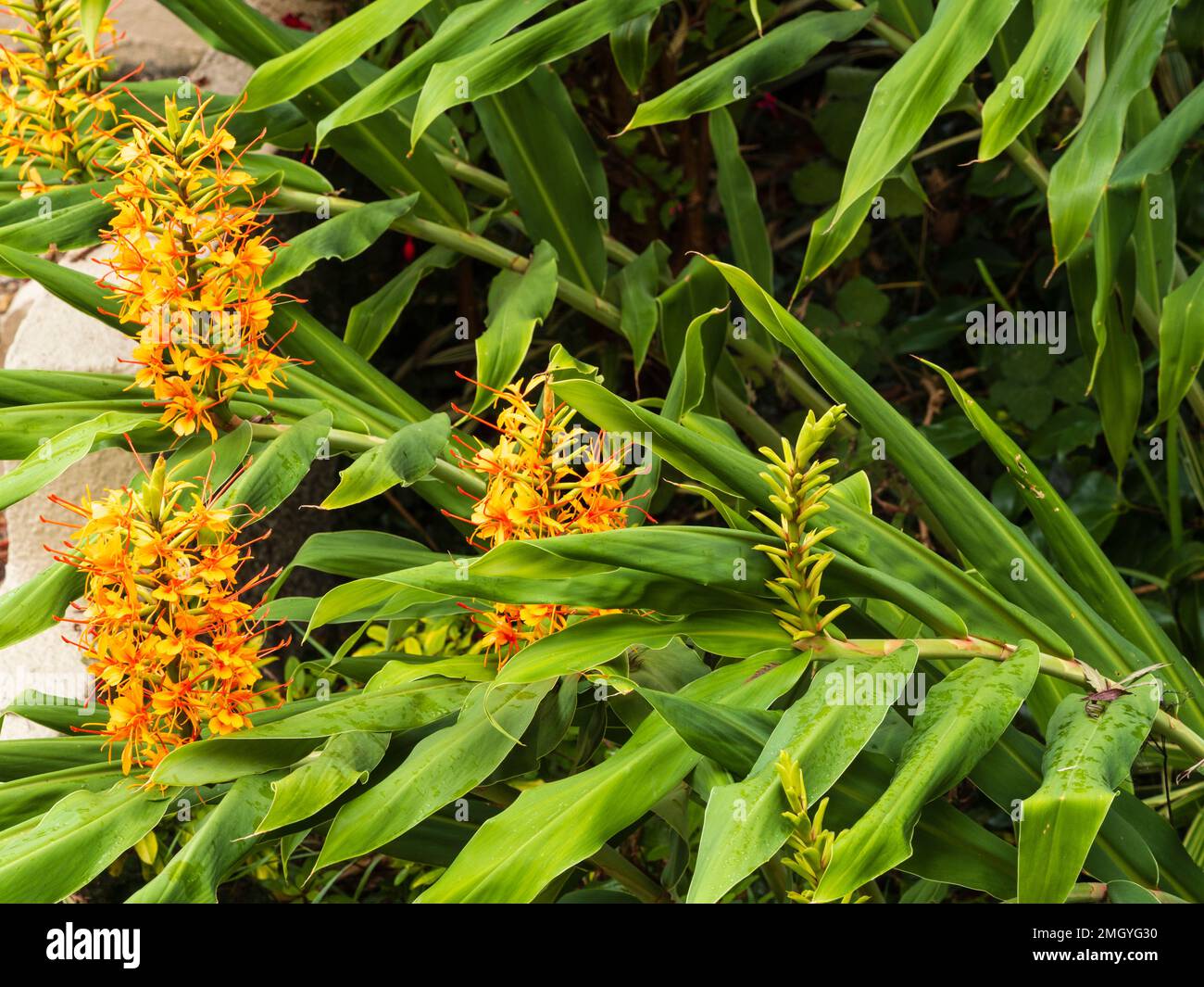 Orange, fleurs de la fin de l'été du lys de gingembre exotique robuste, Hedychium coccineum 'Tara' Banque D'Images
