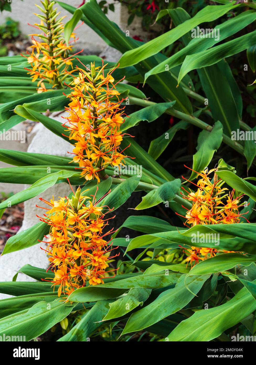Orange, fleurs de la fin de l'été du lys de gingembre exotique robuste, Hedychium coccineum ;Tara' Banque D'Images