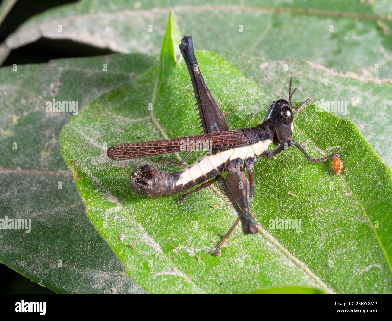 Sauterelle de la forêt tropicale (Acrididae) dans la forêt tropicale, province d'Orellana, Équateur Banque D'Images