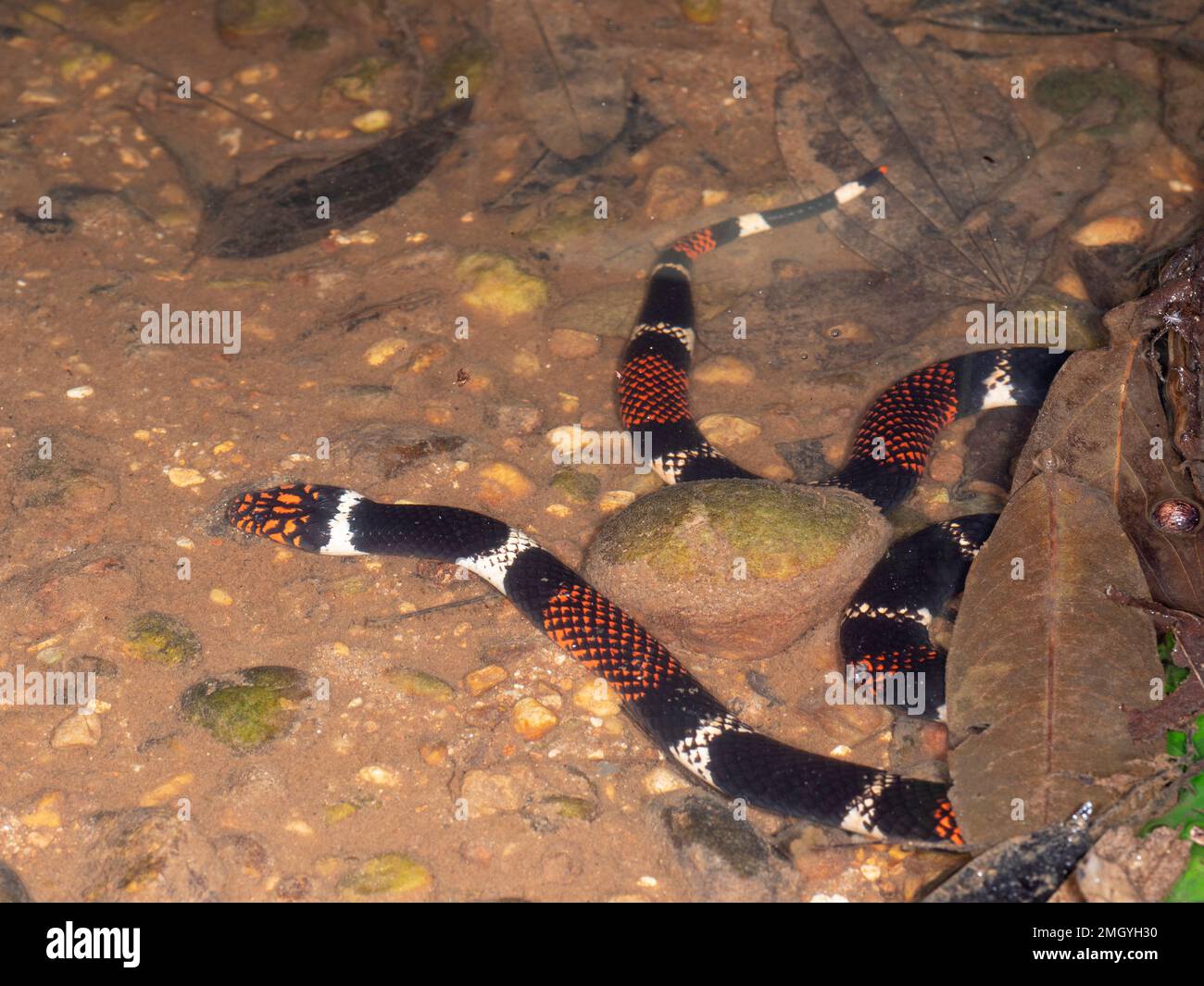 Serpent de corail aquatique (Micrurus surinamensis) dans un ruisseau de forêt tropicale, province d'Orellana, Équateur Banque D'Images