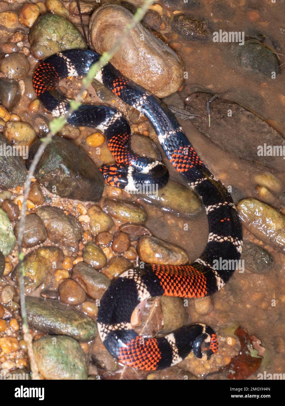 Serpent de corail aquatique (Micrurus surinamensis) dans un ruisseau de forêt tropicale, province d'Orellana, Équateur Banque D'Images