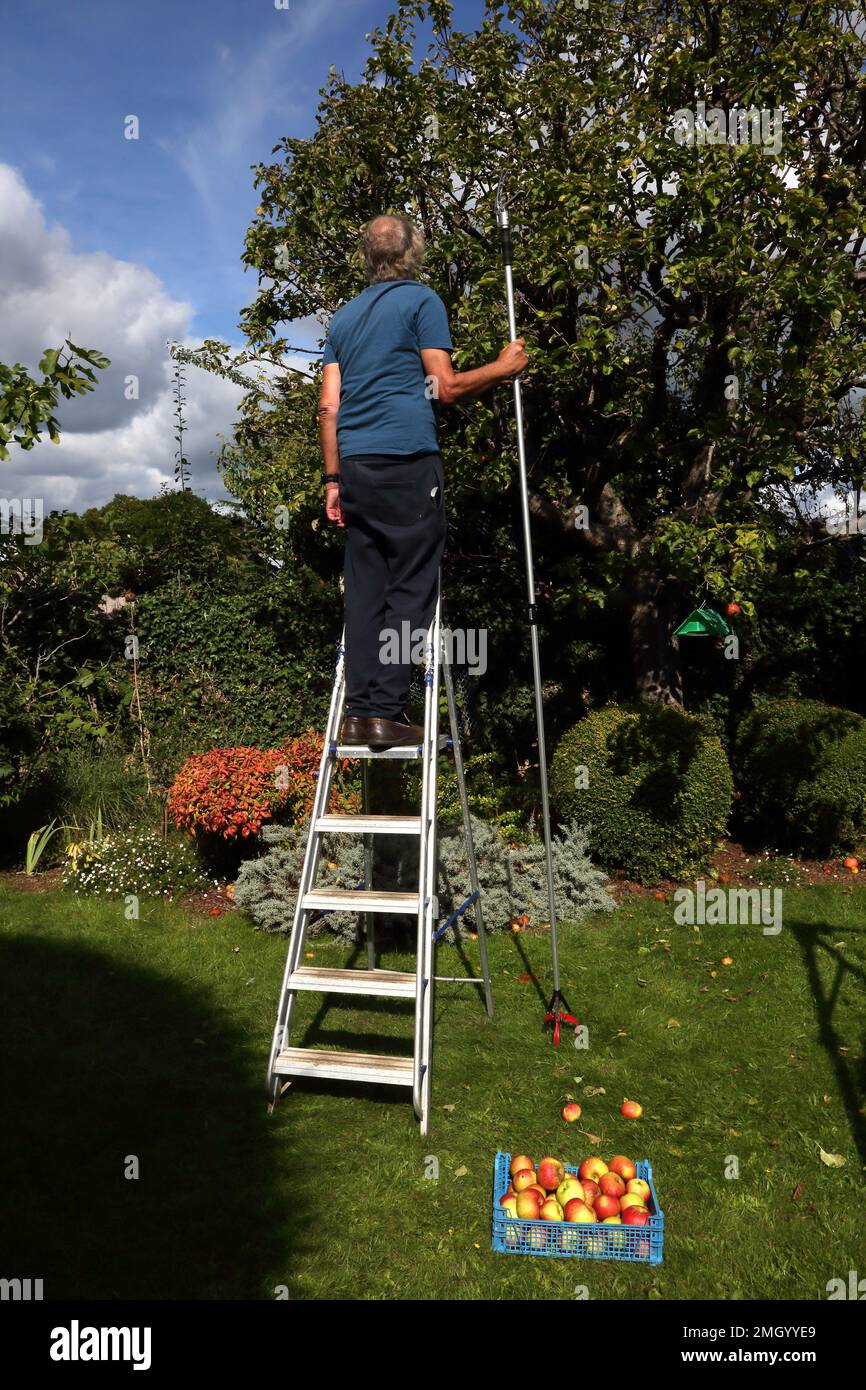 Échelle de récupération à l'aide d'un extracteur de pommes télescopique récolte des pommes de l'arbre dans Garden Surrey, Angleterre Banque D'Images Échelle de récupération à l'aide d'un extracteur de pommes télescopique récolte des pommes de l'arbre dans Garden Surrey, Angleterre Banque D'Images