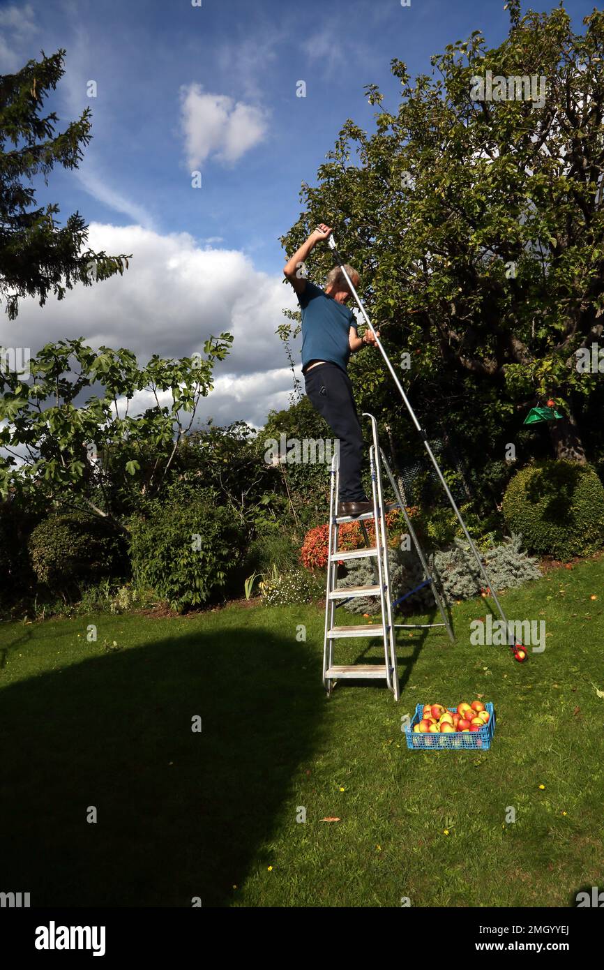 Échelle de récupération à l'aide d'un extracteur de pommes télescopique récolte des pommes de l'arbre dans Garden Surrey, Angleterre Banque D'Images Échelle de récupération à l'aide d'un extracteur de pommes télescopique récolte des pommes de l'arbre dans Garden Surrey, Angleterre Banque D'Images