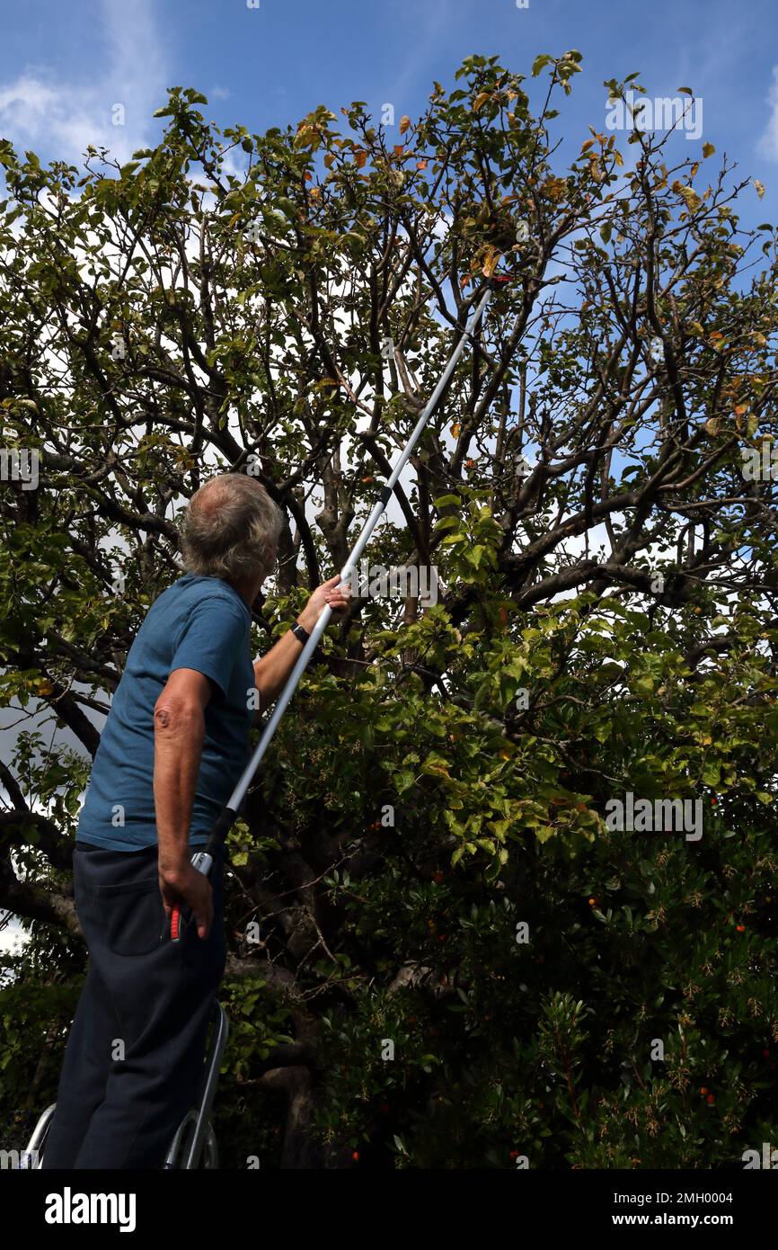 Échelle de récupération à l'aide d'un extracteur de pommes télescopique récolte des pommes de l'arbre dans Garden Surrey, Angleterre Banque D'Images Échelle de récupération à l'aide d'un extracteur de pommes télescopique récolte des pommes de l'arbre dans Garden Surrey, Angleterre Banque D'Images
