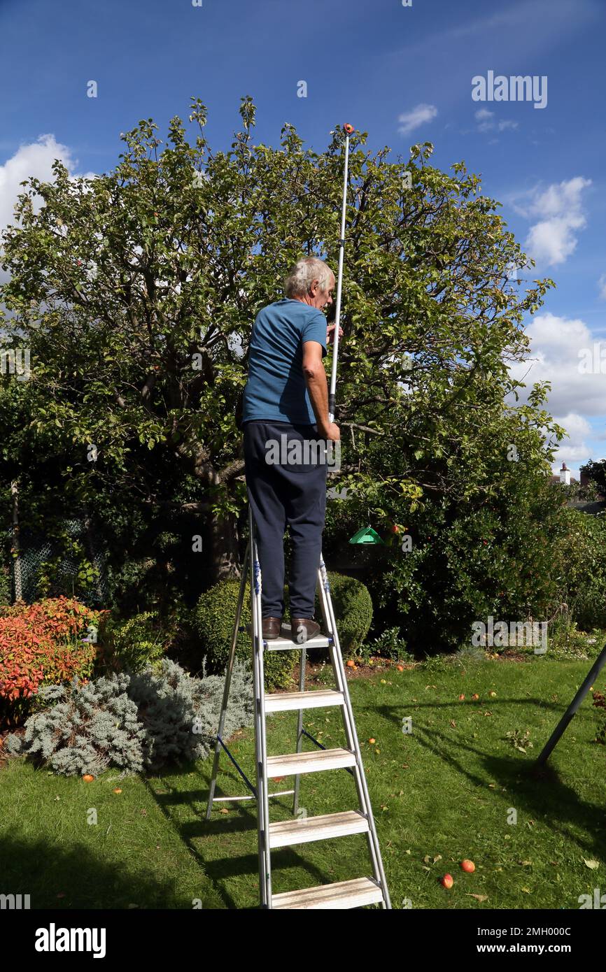 Échelle de récupération à l'aide d'un extracteur de pommes télescopique récolte des pommes de l'arbre dans Garden Surrey, Angleterre Banque D'Images Échelle de récupération à l'aide d'un extracteur de pommes télescopique récolte des pommes de l'arbre dans Garden Surrey, Angleterre Banque D'Images