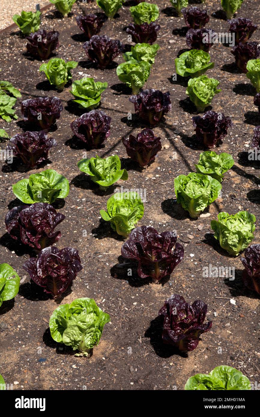 les lettuces à tête de beurre poussent en rangées à wisley surrey, en angleterre Banque D'Images