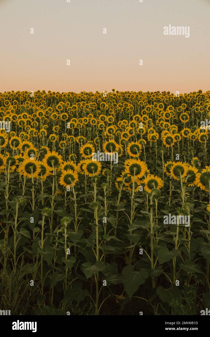 les tournesols se sont détournés au coucher du soleil Banque D'Images