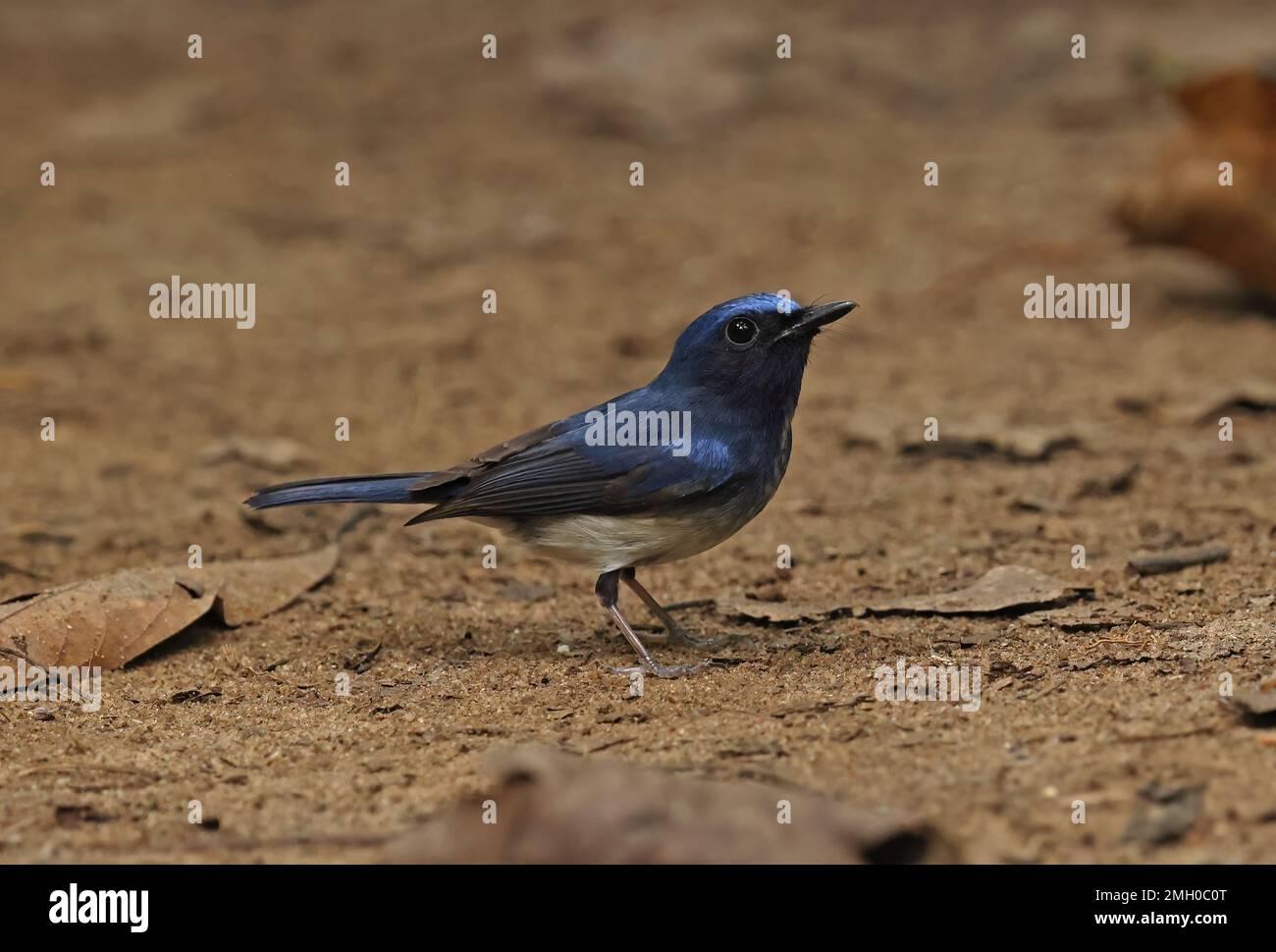 Hainan Blue-flycatcher (Cyornis hainanus hainanus) adulte mâle sur le sol forestier Cat Tien, Vietnam. Décembre Banque D'Images
