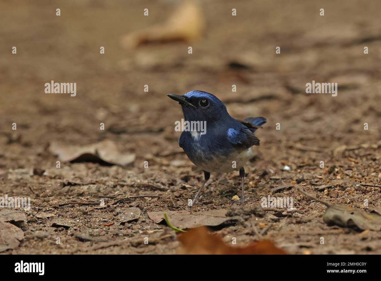 Hainan Blue-flycatcher (Cyornis hainanus hainanus) adulte mâle sur le sol forestier Cat Tien, Vietnam. Décembre Banque D'Images