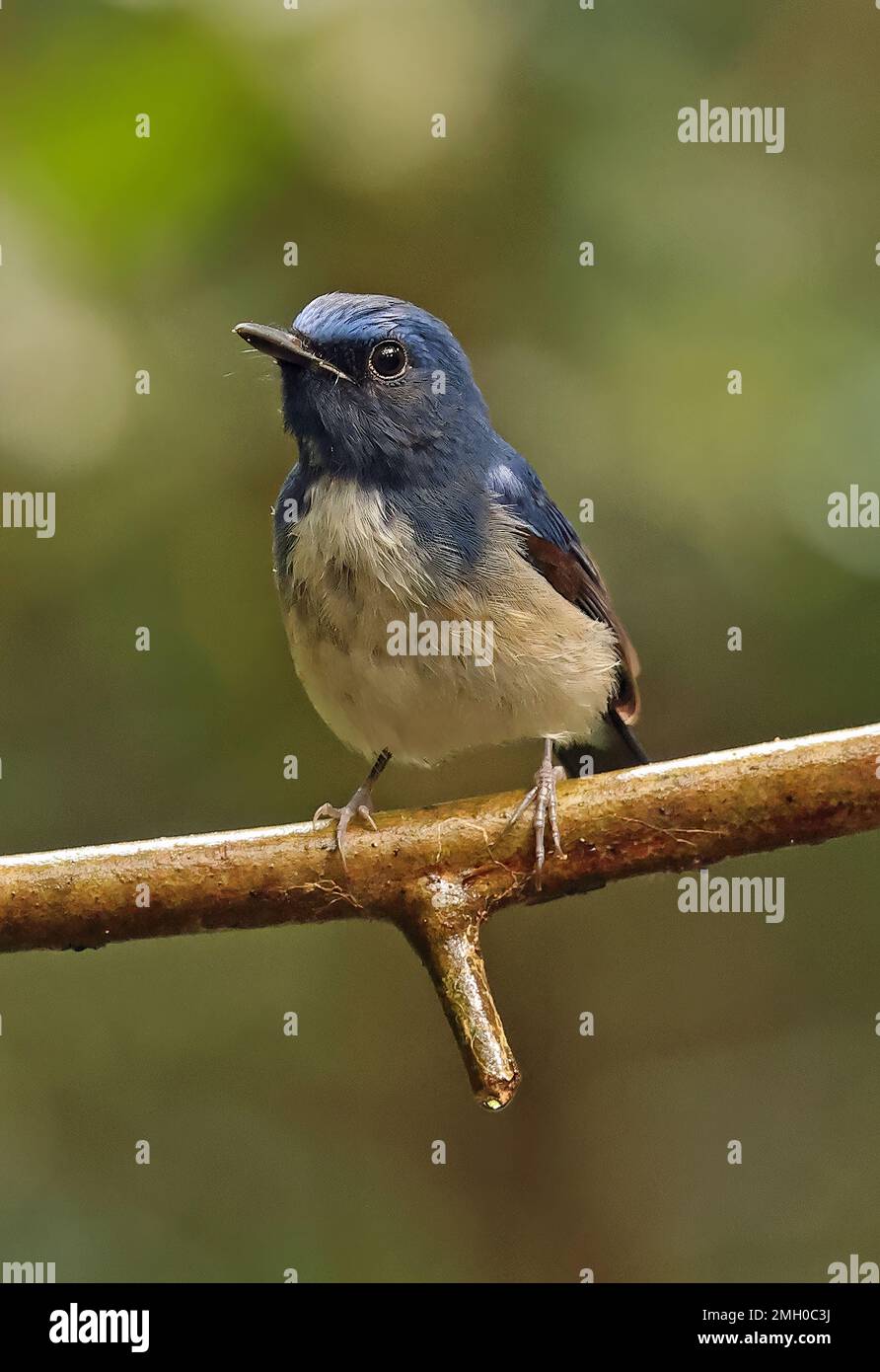 Hainan Blue-flycatcher (Cyornis hainanus hainanus) mâle immature perchée sur la branche de Tien de chat, Vietnam. Décembre Banque D'Images